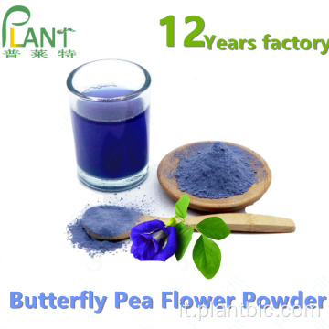 Polvere di fiori di pisello farfalla Matcha blu organico